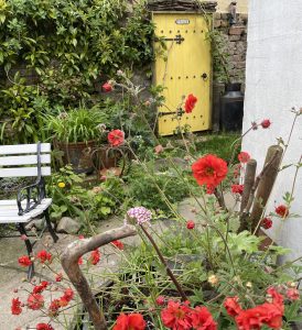 Reclaimed courtyard garden Cumbria, salvaged yellow door, painted bench, bog garden, climbing plants on brick wall