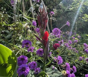 Red canna and purple verbena, solar lights in the background, in a small Cumbrian garden.