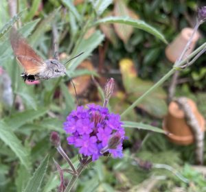Hummingbird hawk-moth nectaring on purple verbena in a small garden in Cumbria.