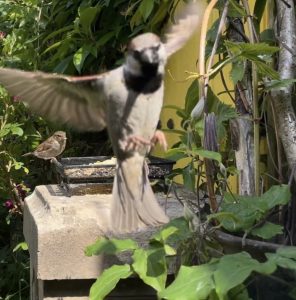 House sparrows at bird feeder in a small garden with a salvaged door painted yellow