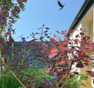 Bird in flight over a small, colourful garden.