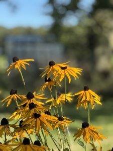 Rudbeckia flowers in Cumbria woodland garden by About The Garden