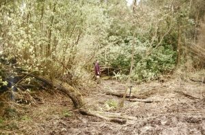 A person standing in a cleared woodland area surrounded by fallen branches, muddy ground, and early spring foliage, during pond or habitat restoration work.